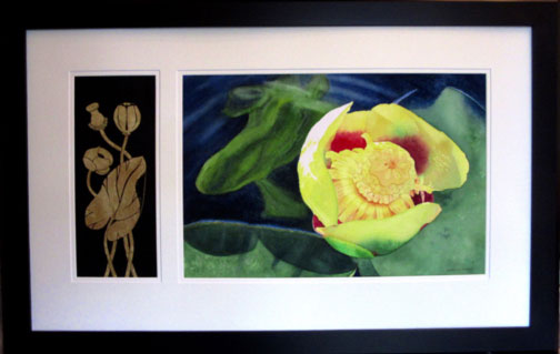 k_van_nostrand_Nuphar-L1.jpg
